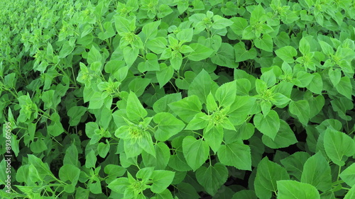 Wallpaper Mural Sunflower field Torontodigital.ca