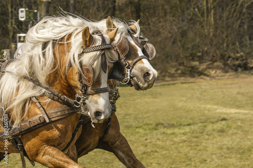 Tweespan paarden racen. photo