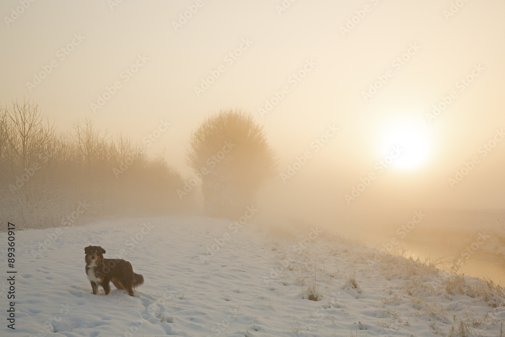 Naklejka premium Australian Shepherd im Winter
