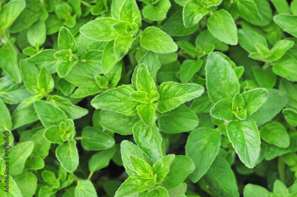 Fresh growing oregano Fresh growing oregano
