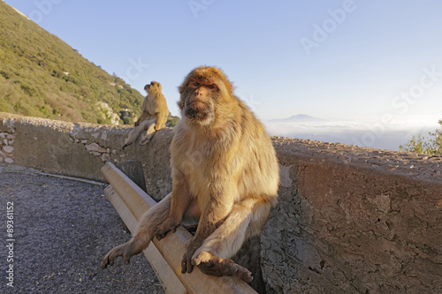 Berberaffen auf der Mauer