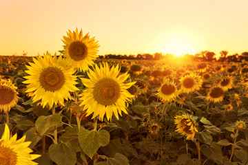 Wandcirkels Zonnebloem Zonnebloemenveld in avondlicht  © Mny-Jhee