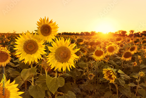 Fototapeta Naklejka Na Ścianę i Meble -  Sunflower field at sunset