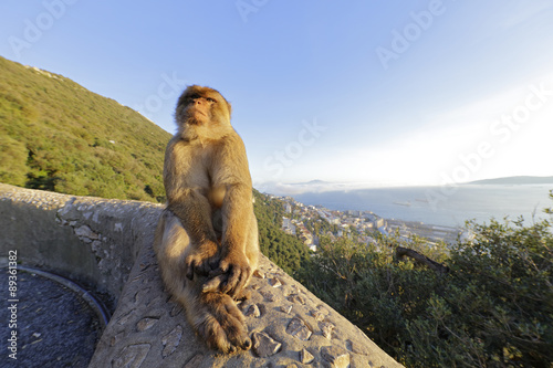 Berberaffe und Gibraltar © aussieanouk
