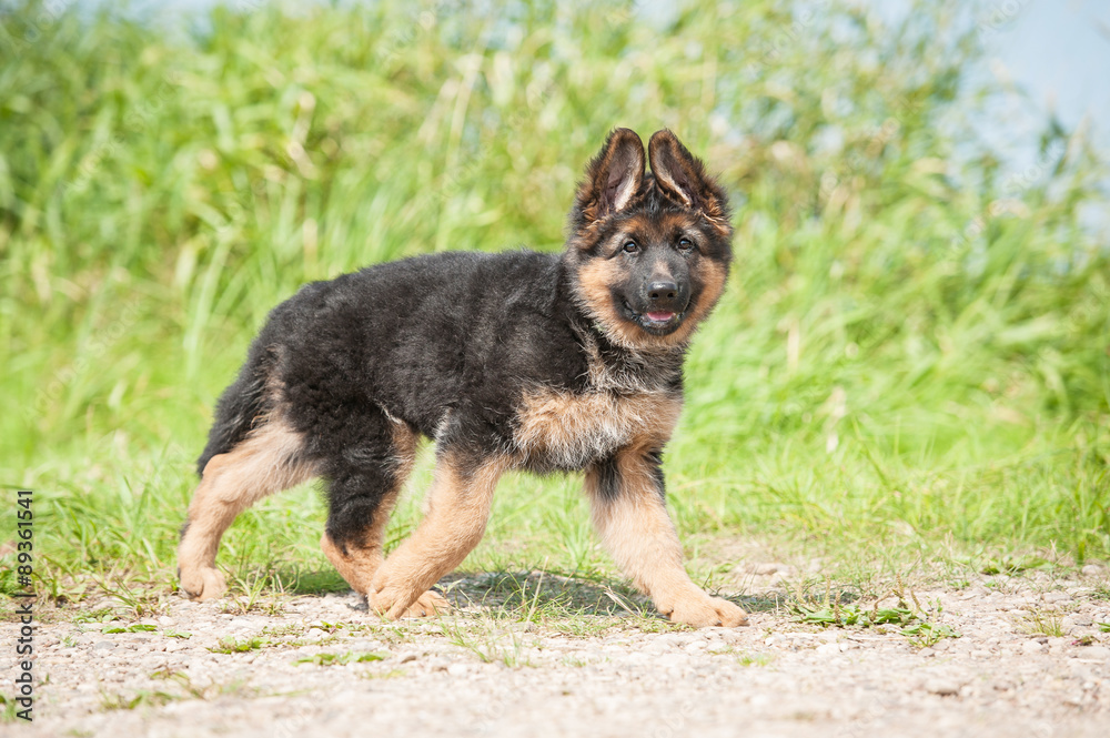 German shepherd puppy walking outdoors in summer German shepherd puppy walking outdoors in summer