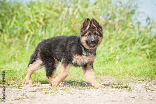 German shepherd puppy walking outdoors in summer © Rita Kochmarjova