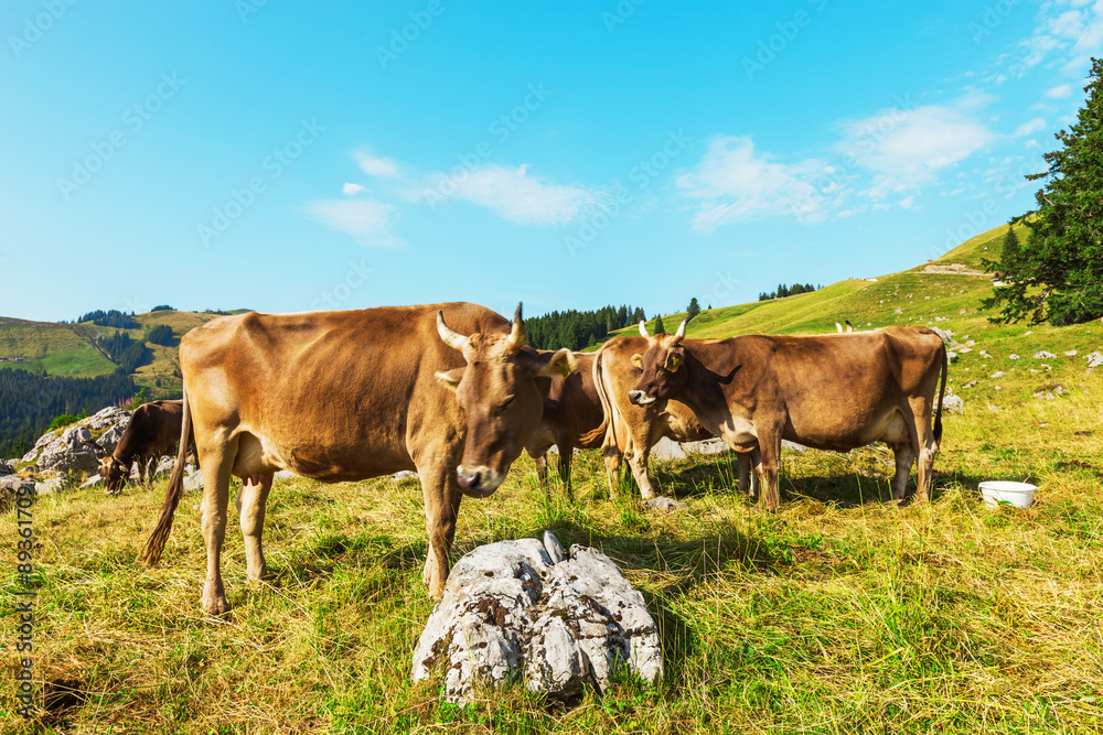 Mountain landscape. with cows