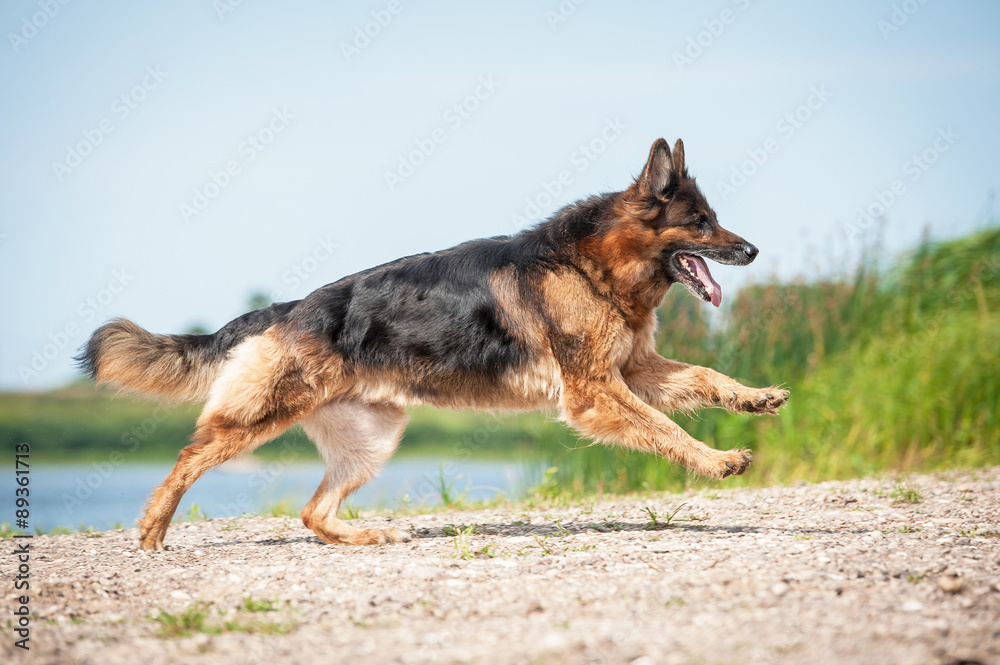 German shepherd dog running on the beach