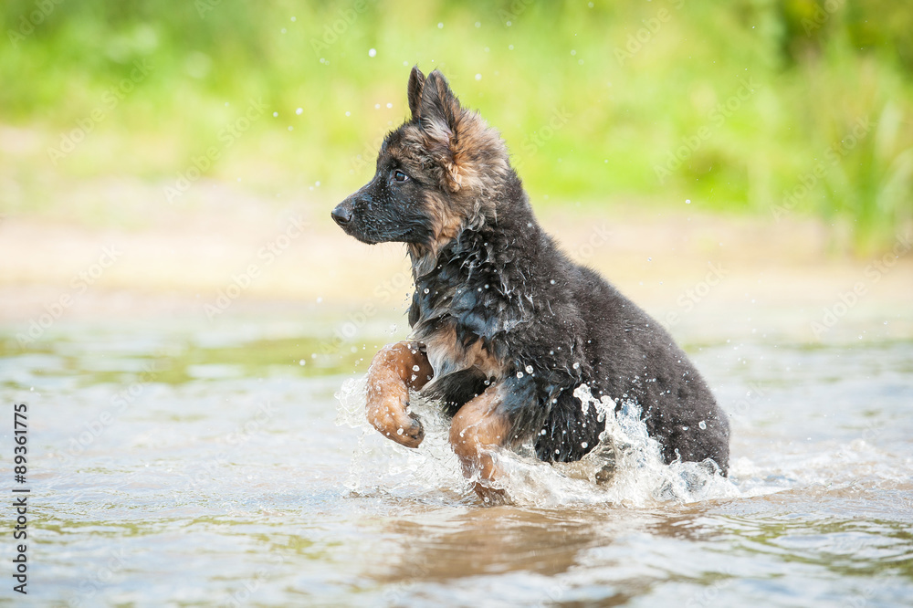 German shepherd puppy playing in the water 