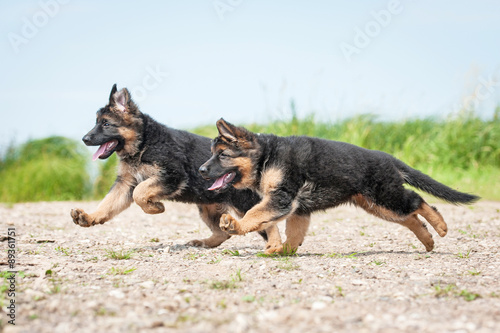 Two german shepherd puppies playing on the beach