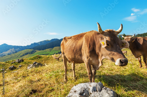 Mountain landscape. with cows