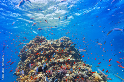 Fototapeta Naklejka Na Ścianę i Meble -  Underwater coral reef