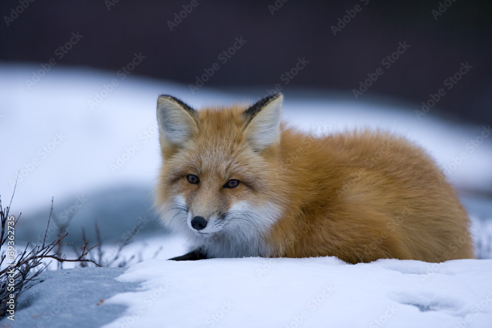 Obraz premium Rotfuchs ruht sich aus