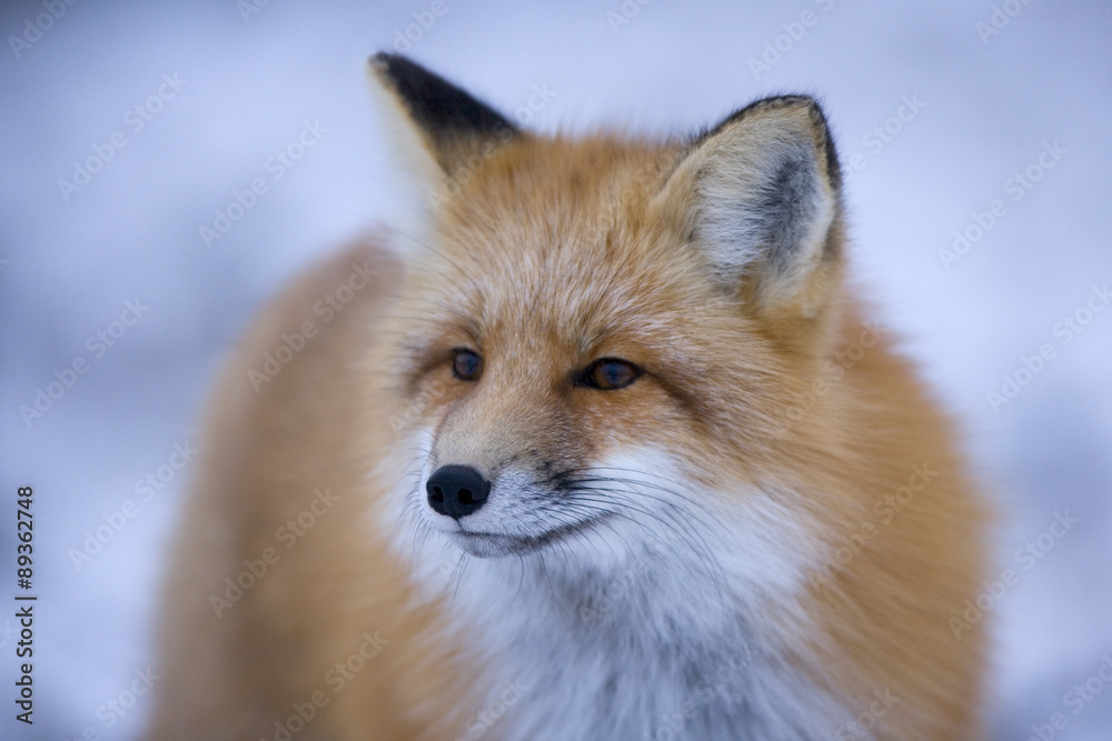 Fototapeta premium Rotfuchs