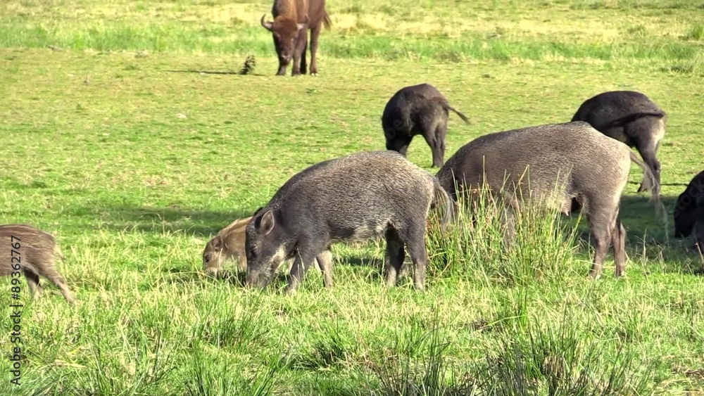 Grazing group of wild boar on grass plain. Adults and piglets are seen with grazing wisent in background. Nature reserve, Sweden. Grazing group of wild boar on grass plain. Adults and piglets are seen with grazing wisent in background. Nature reserve, Sweden.