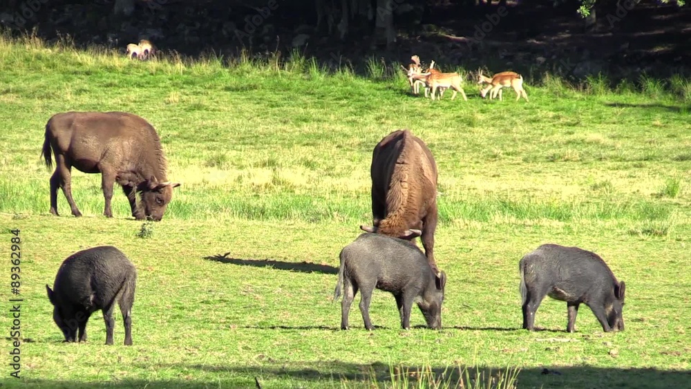 Grazing wild boar, wisent and fallow deer on grass plain. Large group of different animals in same place is a fine sight. Nature reserve, Sweden.