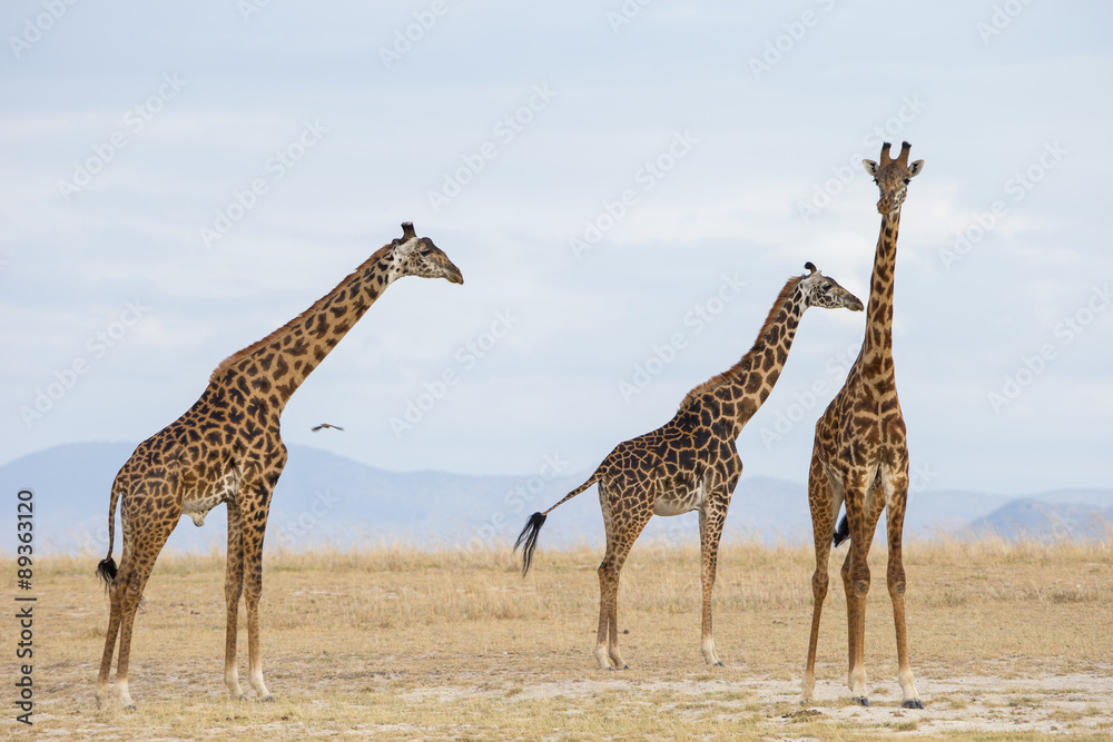 Obraz premium Giraffengruppe