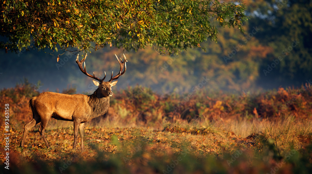 Obraz premium Jeleń jelenia w porannym słońcu