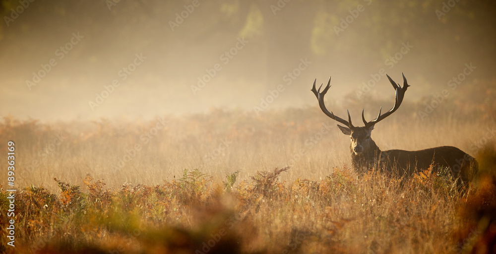 Red deer stag silhouette in the mist - obrazy, fototapety, plakaty 