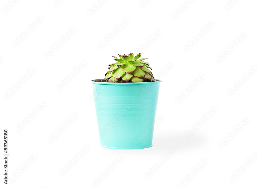 sempervivum succulent plant in vivid pot on white background sempervivum succulent plant in vivid pot on white background