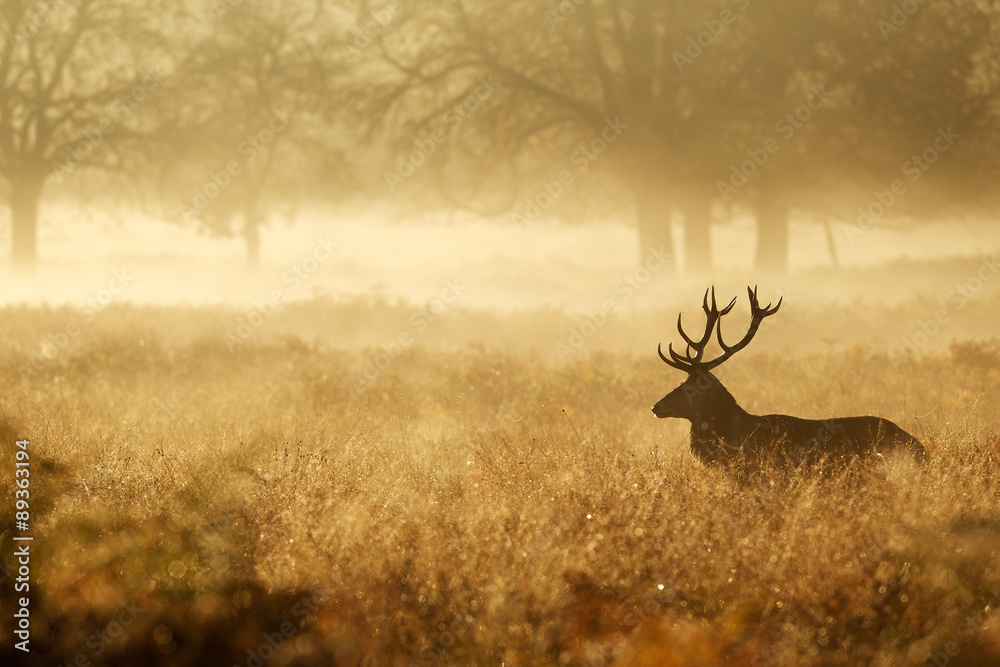 Red deer stag silhouette in the mist - obrazy, fototapety, plakaty 