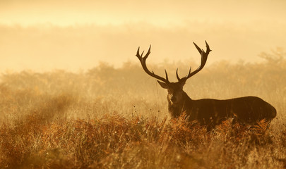 Red deer stag silhouette in the mist