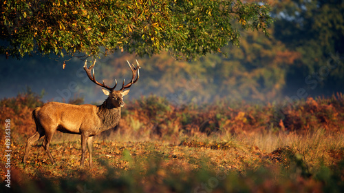 Red deer stag in morning sunlight