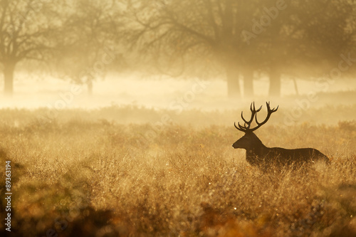 Obraz na płótnie Red deer stag silhouette in the mist