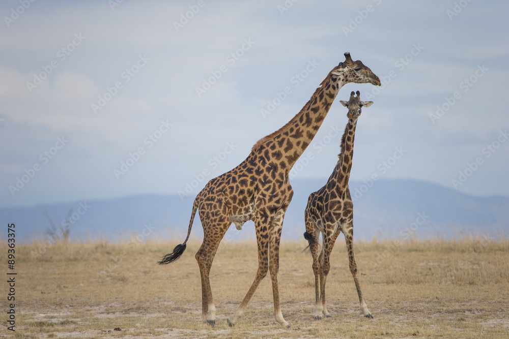 Fototapeta premium Giraffe mit Jungtier