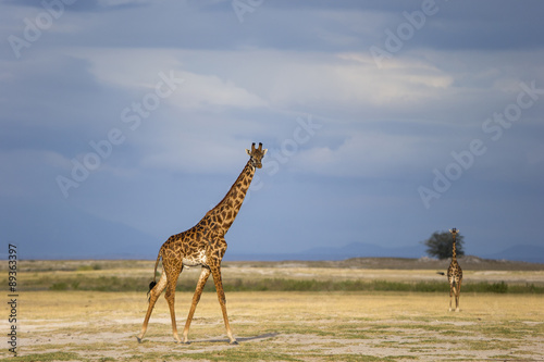 Giraffen in der Regenzeit