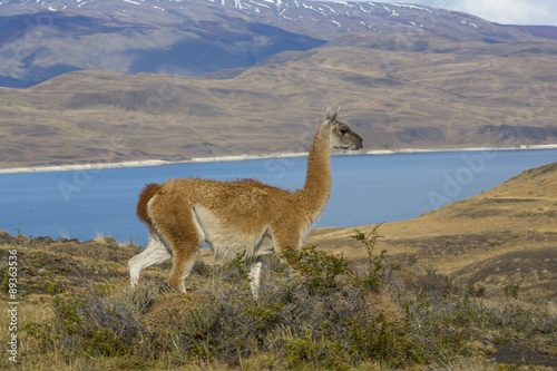 Guanako auf Nahrungssuche