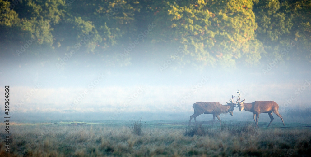 Obraz premium two red stags sparing in the morning mist