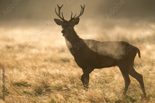 Red stag silhouette © bridgephotography