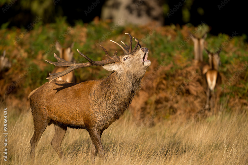 Fototapeta premium Red stag calling in the autumn