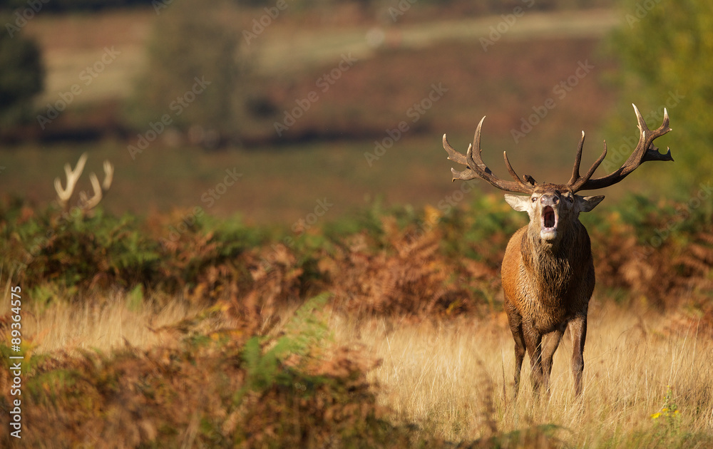 Fototapeta premium Red stag calling in the autumn