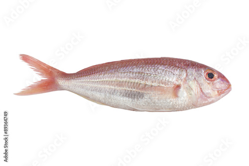 Ornate Threadfin Bream,isolated on white background , with clipp
