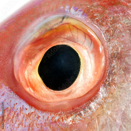 Fish eye ,close up, (Ornate Threadfin Bream).