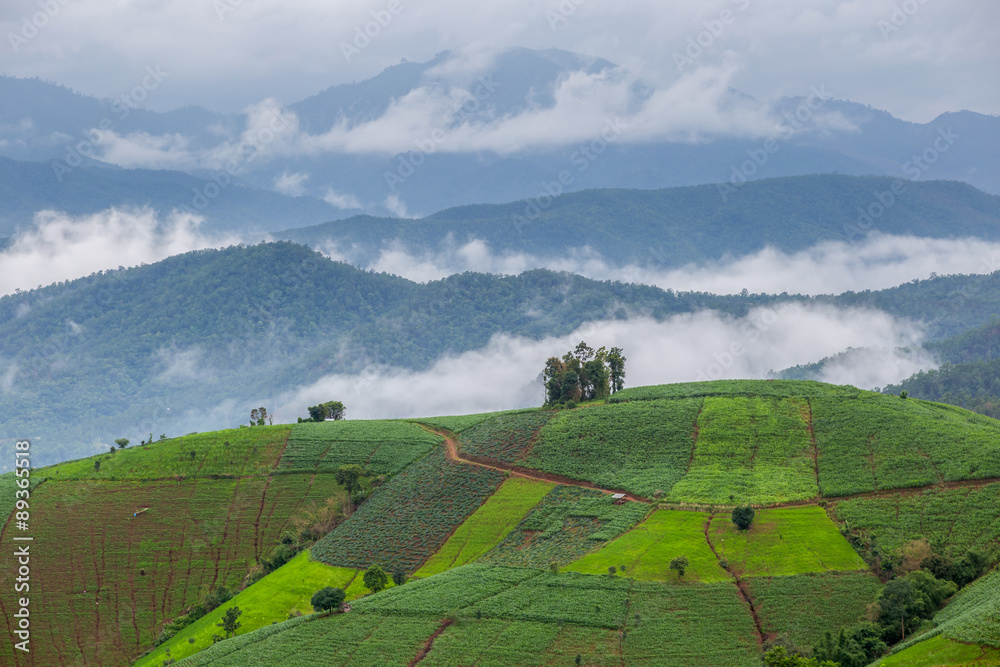 Mountain and the fog at green Terraced Rice Field in Pa Pong Ping , Mae Chaem, Chiang Mai, Thailand