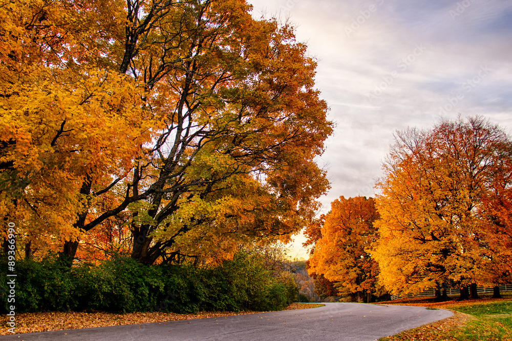 Fototapeta premium Fall Road