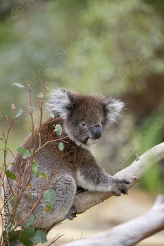 Fototapeta Naklejka Na Ścianę i Meble -  Koala auf Nahrungssuche