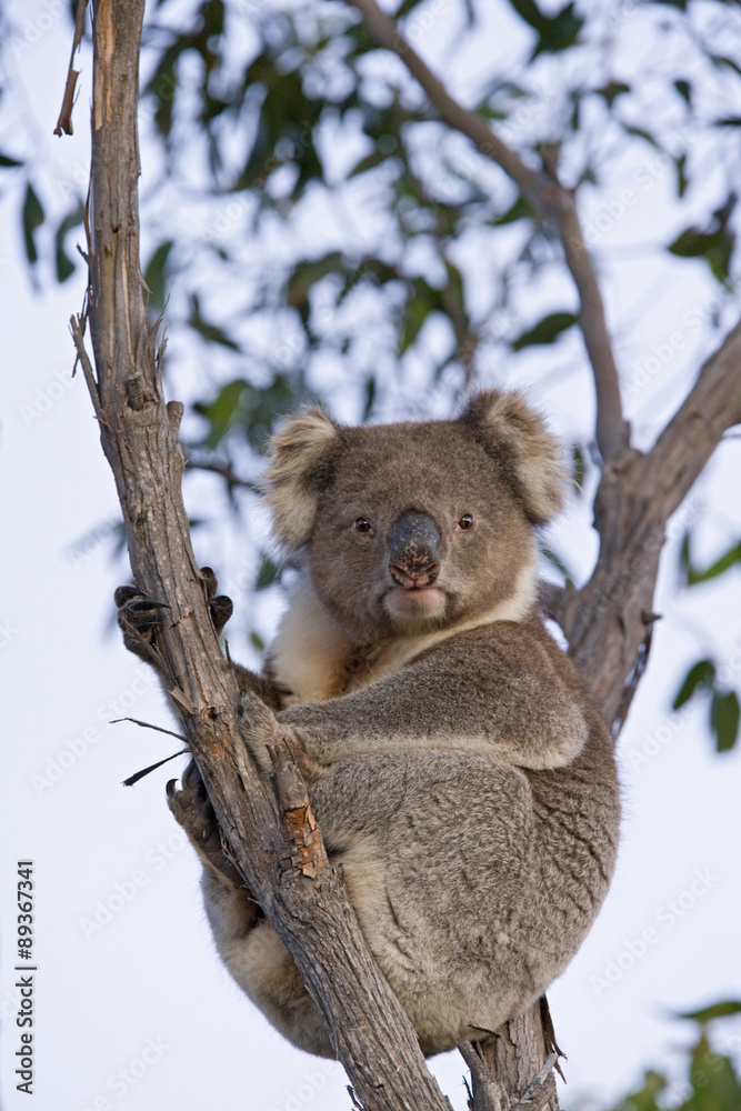 Fototapeta premium Koala siedzi na drzewie