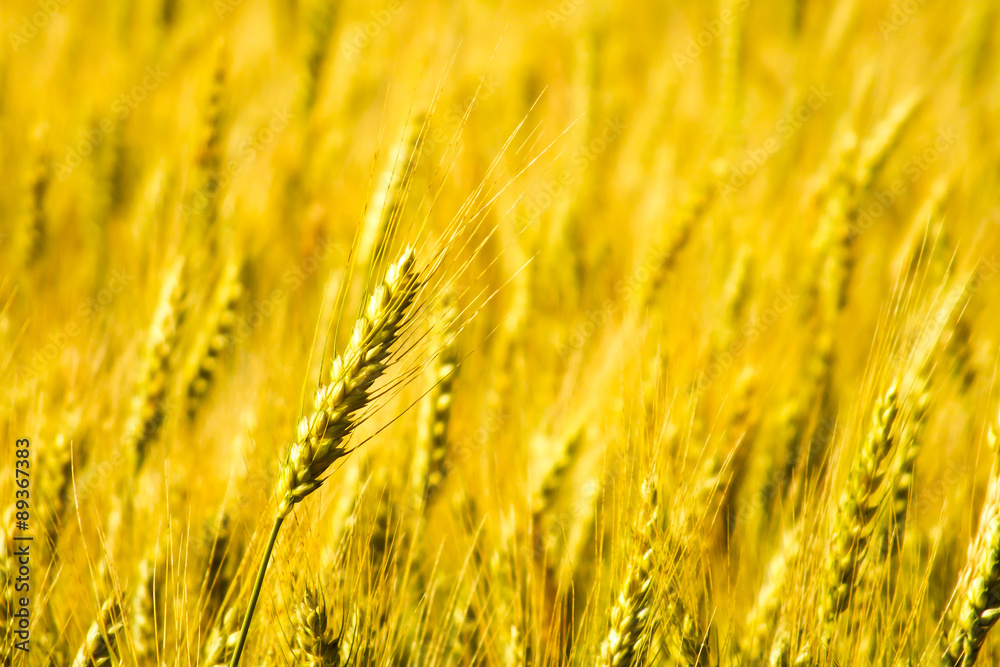 Grain head in wheat field Grain head in wheat field