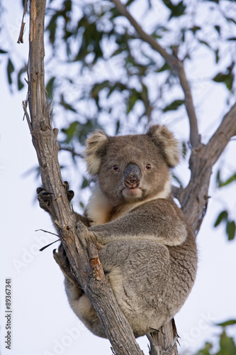 Fototapeta Naklejka Na Ścianę i Meble -  Koala sitzt im Baum