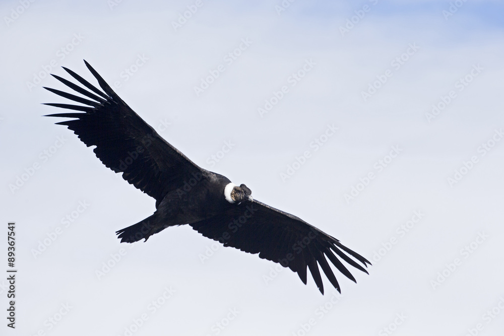 Obraz premium Kondor andyjski w locie