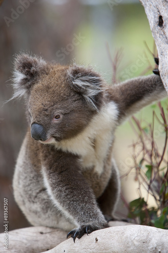 Koala klettert im Baum