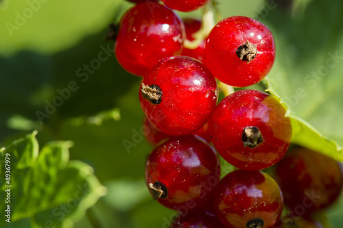 red currant on the bush