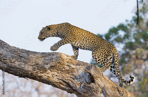 Leopard klettert auf einem Baum