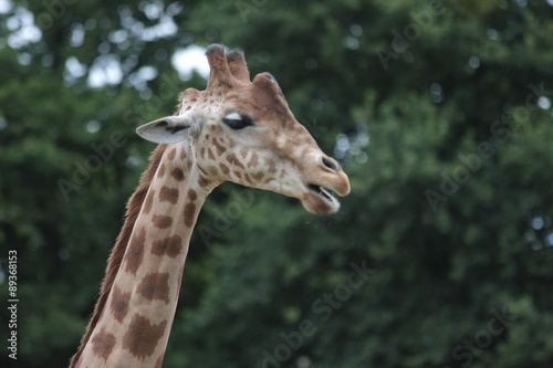 girafes © Remy