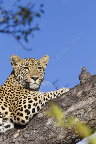 Leopard späht nach Beute