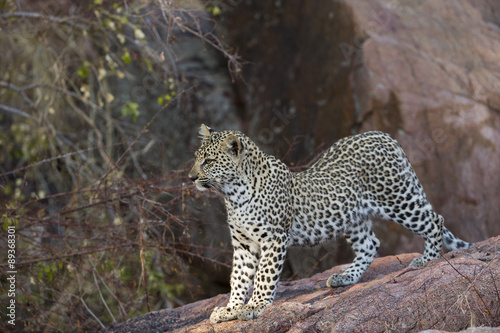 Junger Leopard hält nach der Mutter Ausschau